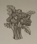 Cruciferae